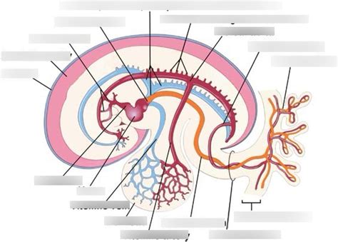 Embryology Vascular Diagram Quizlet