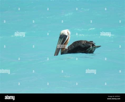 Brown Pelican Pelecanus Occidentalis Aves Stock Photo Alamy
