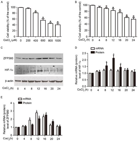 Effects Of CoCl 2 On Cell Viability And The Expression Of ZFP580 Or