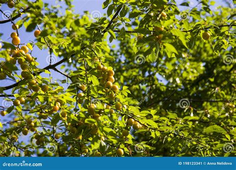 Ripe Wild Yellow Plum On A Tree In The Garden Plum Harvest Autumn