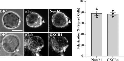 Notch1 And Cxcr4 Polarize At The Interface Between Dn3a And Op9 Dl1