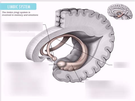 Limbic System Diagram Quizlet