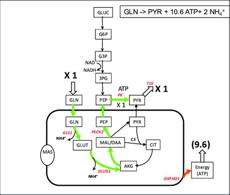 A Simplified Representation Of Pyruvate Synthesis From Glutamine A