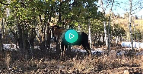 Bull Moose At Tollgate Canyon Near Park City Ut Album On Imgur