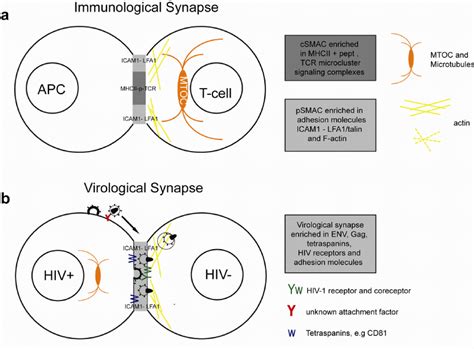 Simplified Model Of The Immunological Synapse And Cell To Cell Transfer