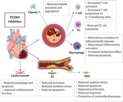 Potential Mechanisms By Which Pcsk Inhibition Protects Against Cvd