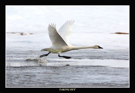 Tundra Swan In Alaska