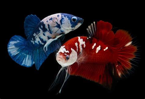 Premium Photo Fancy Koi Galaxy Betta Fish