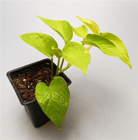 Epipremnum Pinnatum Golden Pothos Florariumplants