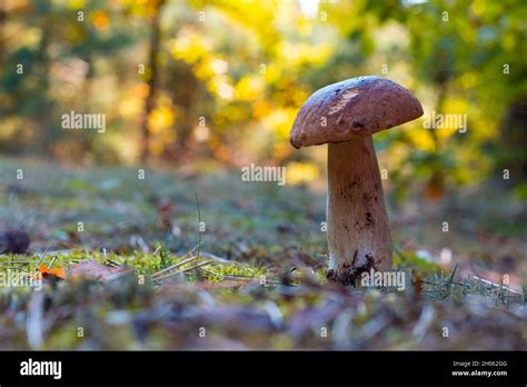 Edible Thin Porcini Mushroom Grow In Wood Royal Cep Mushrooms Food