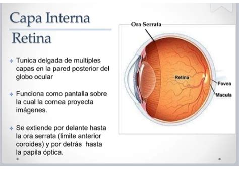 Anatomía De La Cara 2 Hola Anatomía Studocu