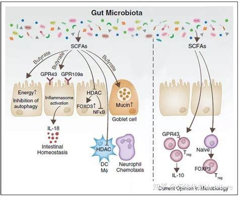 微生物 代谢组 微生物 短链脂肪酸 宿主轴全面解析 知乎