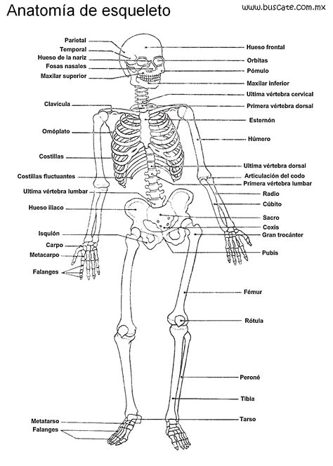 Sistemas Del Cuerpo Humano Anatomia Del Esqueleto Humano Esqueleto Images