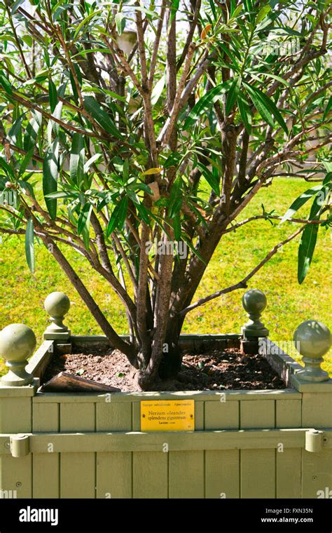 Nerium Oleander Splendens Giganteum High Resolution Stock Photography