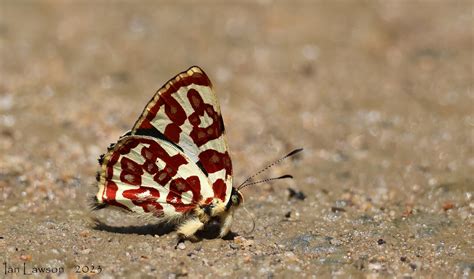 Ourocnemis Anteros Bracteata 12320 Mariposa 25 9 23 Ian Lawson