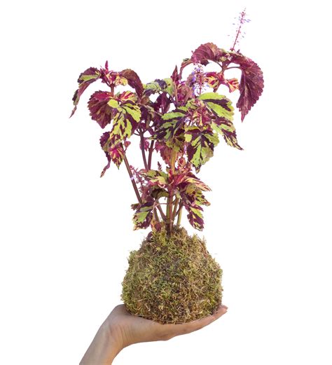 Kokedama — La Fioreria