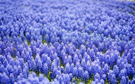 Purple Hyacinth Field Spring Wallpapers - Wallpaper Cave