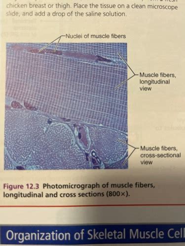 A P Lab Chapter Anatomy And Organization Of Skeletal Muscle