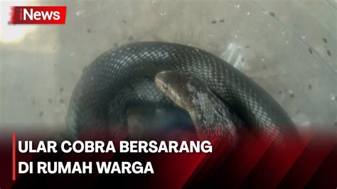 Petugas Damkar Evakuasi Ular Cobra Yang Bersarang Dirumah Warga Di