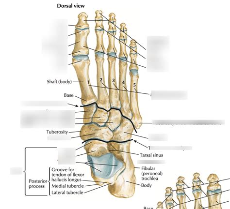 Bones Of The Foot Netters Diagram Quizlet