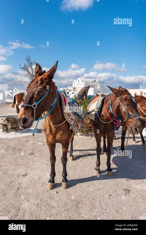 Donkeys Harnessed In Oia Santorini Stock Photo Alamy