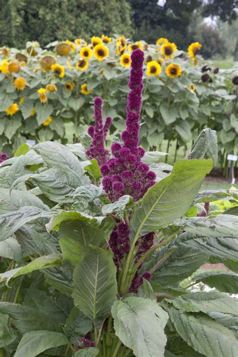 Amaranthus Elephant Head Stock Photo Image Of Amaranthus 58321114