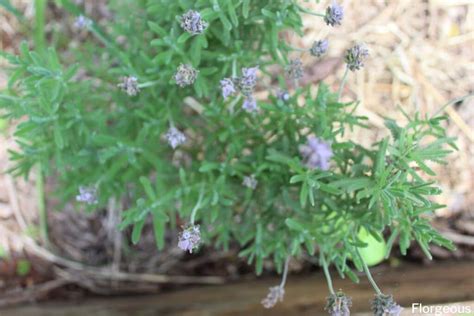 How To Grow Lavender Indoors In Pots Care Guide For Beginners Florgeous