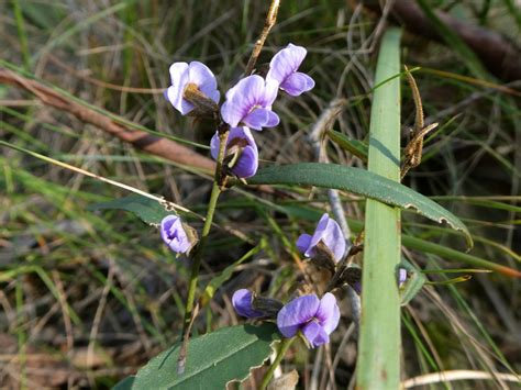 Common Hovea From Riddells Creek Vic Australia On July