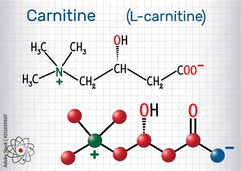 Carnitine L Carnitine Molecule Structural Chemical Formula And