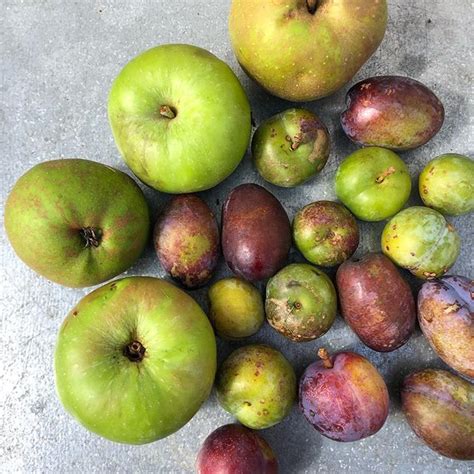 Première récolte Cueillir les fruits de son verger Vivre au rythme