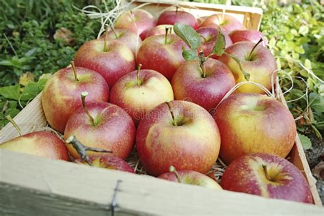 Harvesting Apples In Garden Autumn Harvest Season In Fruit Orchards