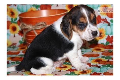 Amaretto Beagle Puppy For Sale Near Sioux City Iowa Bc214fcd 4871