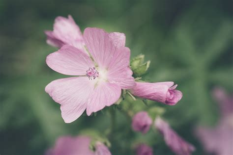 Flores Flor Rosado Foto Gratis En Pixabay Pixabay