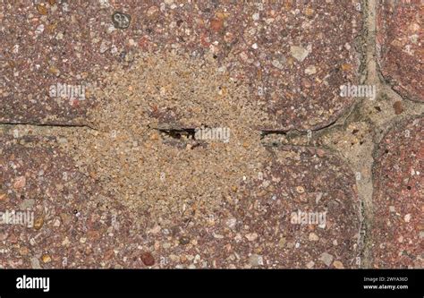 Pavement Ants Nest Mound Tetramorium Immigrans In Paving Stones