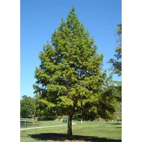 Bald Cypress