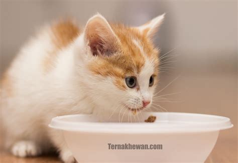 √ Makanan Untuk Anak Kucing Kampung Agar Cepat Gemuk Ternakhewancom