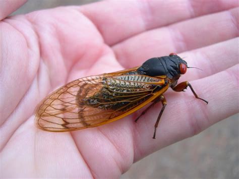 13 Year Cicada Emergence What We Know Glynn And Mcintosh Agriculture