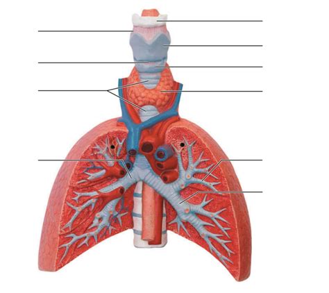 Anatomy Lower Respiratory Tract Labeling Diagram Quizlet Hot Sex Picture