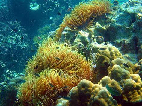 Premium Photo Marine Life