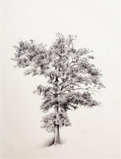 Dina Brodsky Untitled Tree 1 dessin réaliste de nature morte au