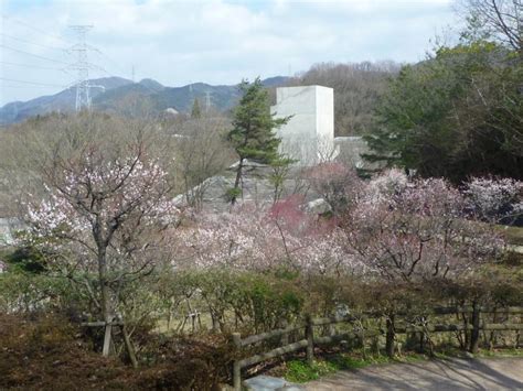 大阪府立近つ飛鳥風土記の丘の花見・桜情報【2024】｜ウェザーニュース