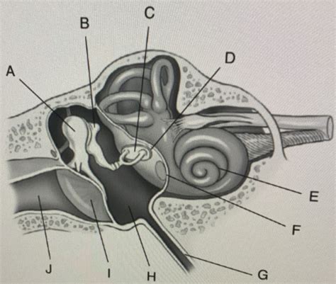 Ear canal Diagram | Quizlet