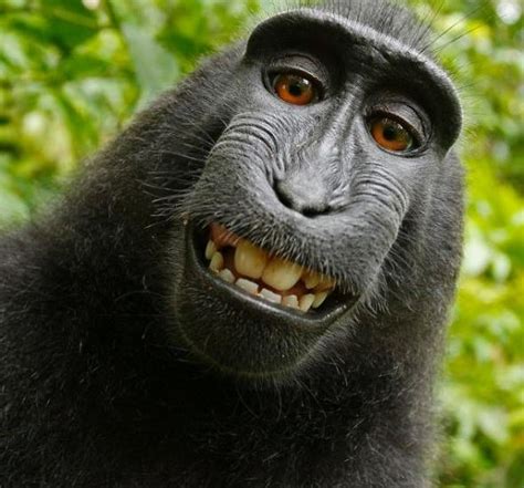 monkey  sue  copyright court