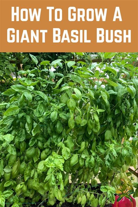 How To Grow A Giant Basil Bush A Pro Gardener Reveals Their Secret