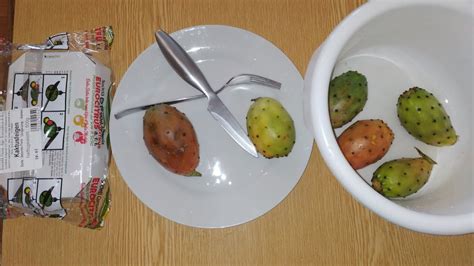 eat cactus fruits opuntia ficus indica   pro youtube