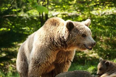 Brown Pyreneean bears in France