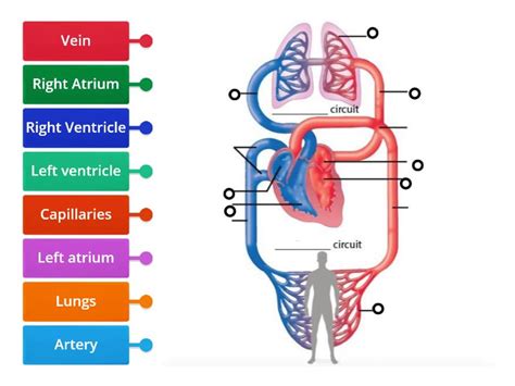 Circulatory System Labelled Diagram