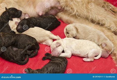 Filhotes De Cachorro Rec M Nascidos Imagem De Stock Imagem De Grupo