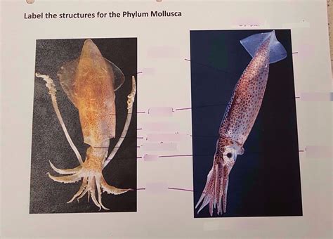 Cephalopoda Structures Diagram Quizlet