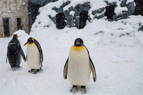 Emperor Penguin during Winter with Snow Ground Stock Photo - Image of ...